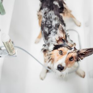 Shampoo & Conditioner (2-in-1)