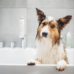 Shampoo & Conditioner (2-in-1)