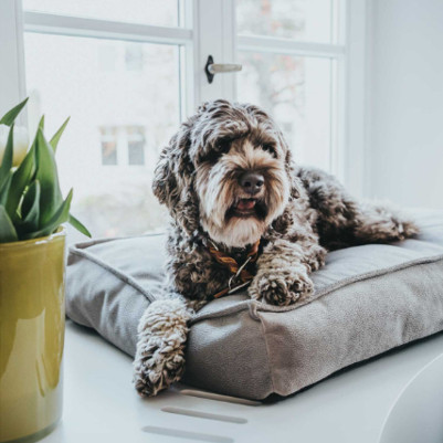 Orthopedisch Hondenkussen Grijs