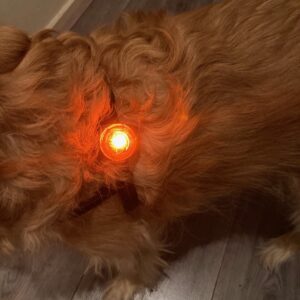 Veiligheidslampje Hond (Inclusief Batterij)