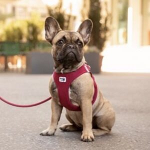 Curli Tuigje Air-Mesh Rood