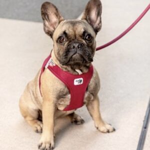 Curli Tuigje Air-Mesh Rood