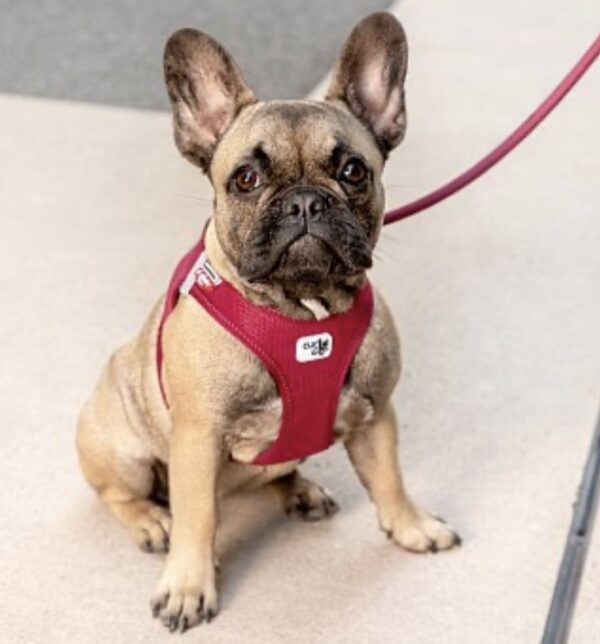 Curli Tuigje Air-Mesh Rood