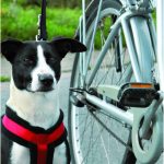 PAWI130612 kopie 150x150 1