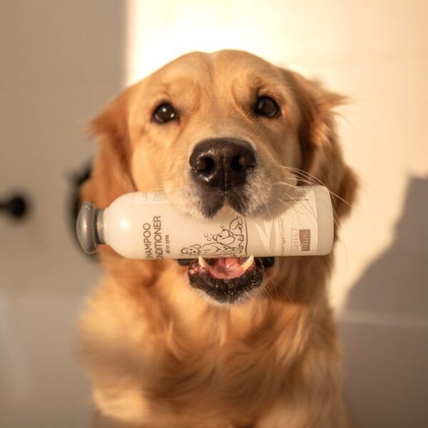 Shampoo & Conditioner (2-in-1)