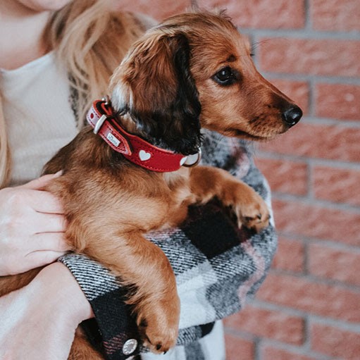 Leren Halsband Hond Liefde
