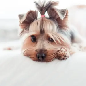 adorable yorkshire terrier puppy innocent look in bed picjumbo com kopie 1024x1024 1 1
