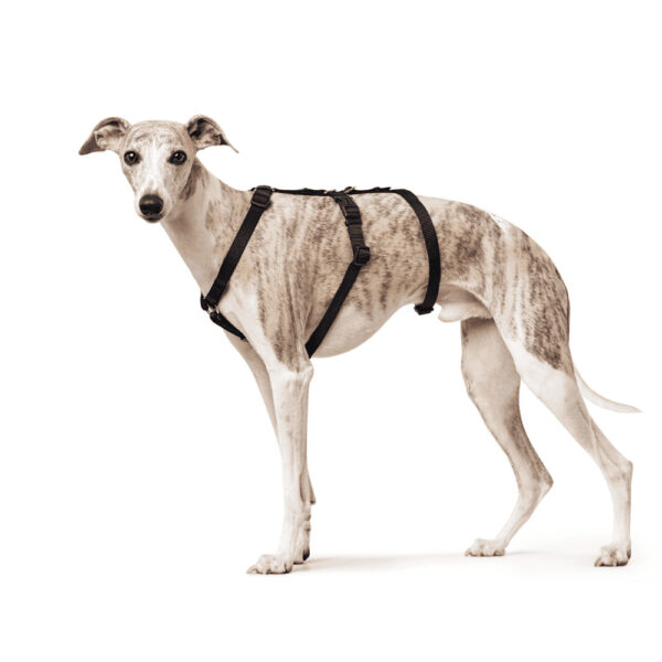 Anti-ontsnappingstuig Zwart