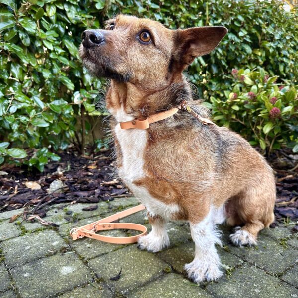 Biothane Hondenlijn Tan