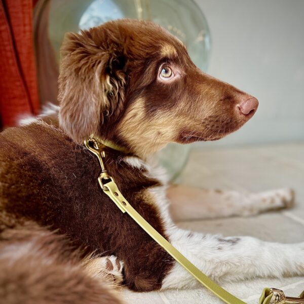 Biothane Hondenlijn Olijfgroen