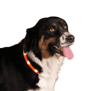 Lichtgevende Halsband Hond XL