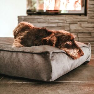 Orthopedisch Hondenkussen Taupe
