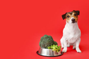 mag een hond broccoli