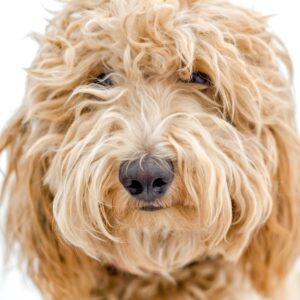 labradoodle