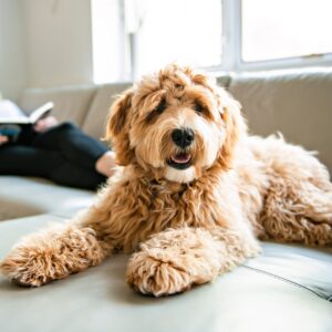 Goldendoodle