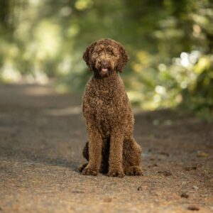 Labradoodle